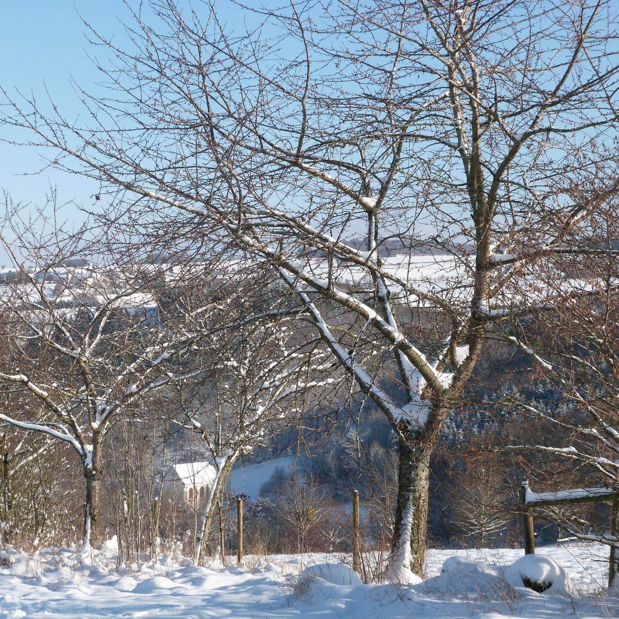 Villa Mosel Morbach Exteriör bild