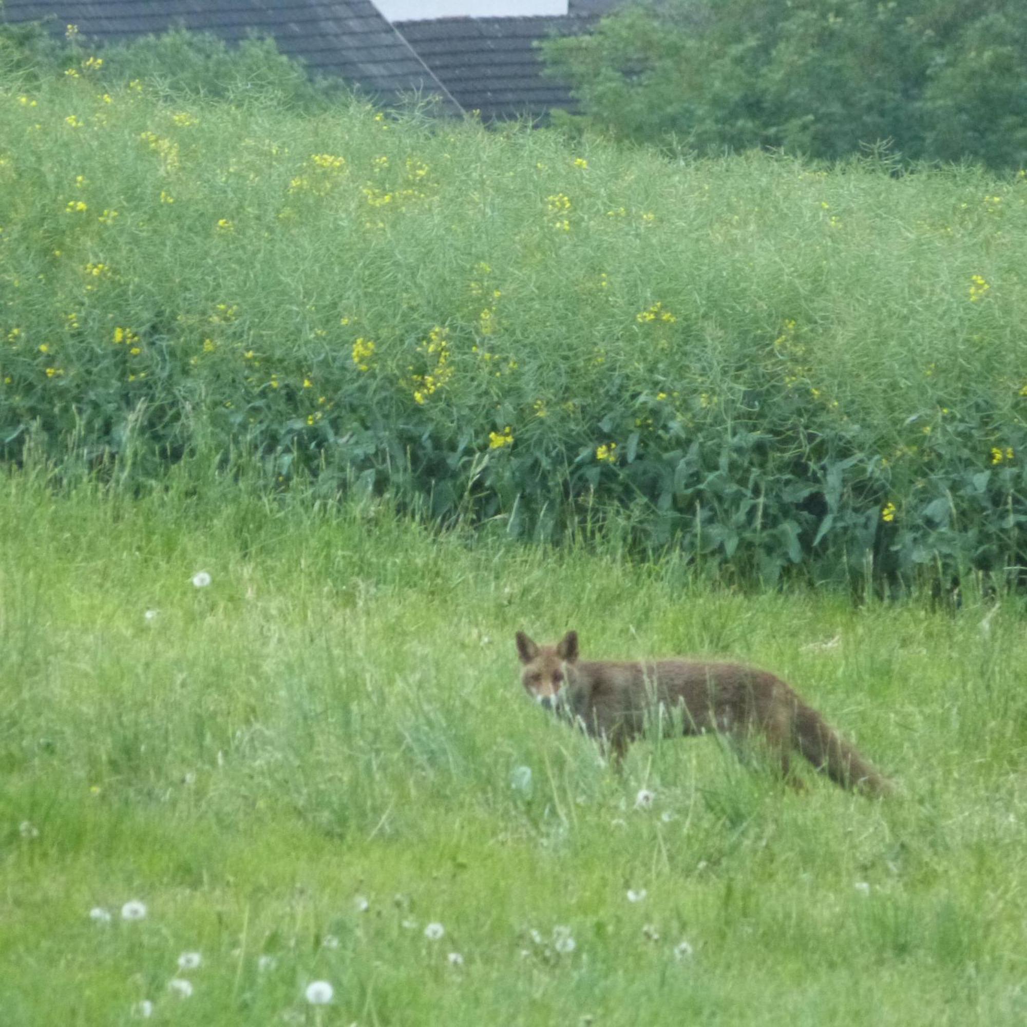 Villa Mosel Morbach Exteriör bild